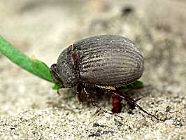 (?)Maladera holosericea