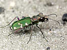 Cicindela soluta