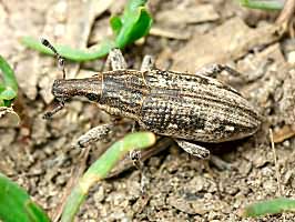 Mecaspis (?) caesa