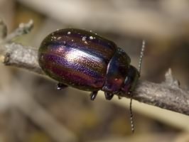 Chrysolina cerealis