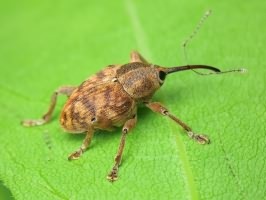 Curculio venosus