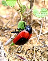 Chrysomelidae: Chrysolina limbata discipennis Fald.