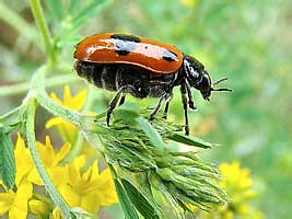 Clytra quadripunctata L.