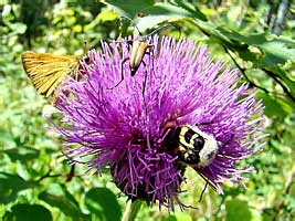 Anastrangalia reyi Heyden and Trichius fasciatus L.