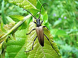 Cerambycidae: Lepturalia nigripes (De Geer, 1775).