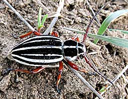 Cerambycidae: Dorcadion glicyrrhizae striatum Goeze