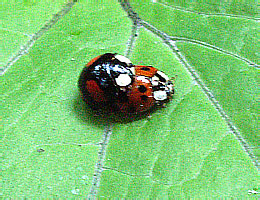 H_axyridis_106_1c_1.jpg