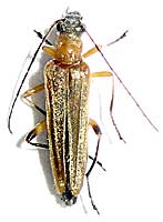 Oedemeridae: Oedemera podagrariae (Linnaeus, 1767)