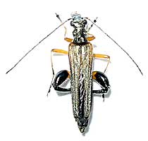 Oedemeridae: Oedemera podagrariae (Linnaeus, 1767)