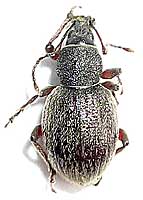 Curculionidae: Otiorhynchus ? velutinus Germar, 1824