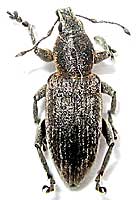 Curculionidae: Tanymecus palliatus (Fabricius, 1787) - det. . .