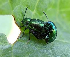 Gastrophysa viridula (DeGeer, 1775) (Chrysomelidae)