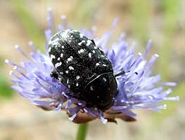 Oxythyrea funesta (Poda, 1761) (Scarabaeidae)