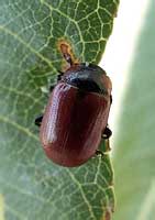 Gonioctena linnaeana (Chrysomelidae)