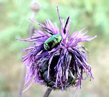 Cryptocephalus sericeus (Linnaeus, 1758) (Chrysomelidae)