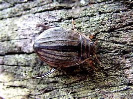 Acilius sulcatus (Linnaeus, 1758) (Dytiscidae)