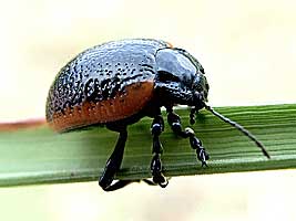 Chrysolina gypsophilae (Kuster, 1845) (Chrysomelidae)