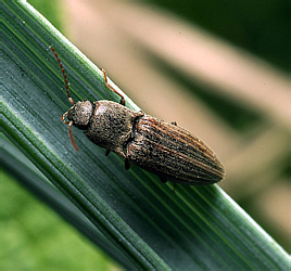 Elateridae: Agriotes lineatus