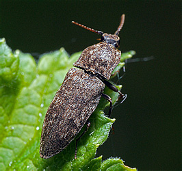 Elateridae: Agrypnus murinus