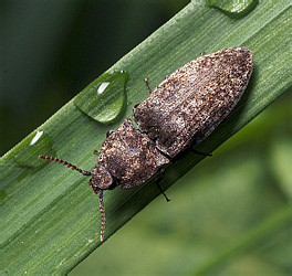 Elateridae: Agrypnus murinus