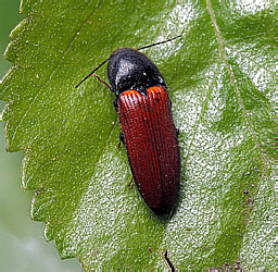 Elateridae: Ampedus sanguineus