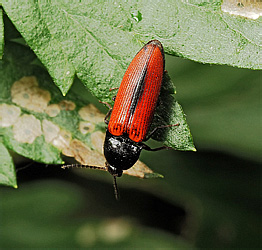 Elateridae: Ampedus sanguinolentus