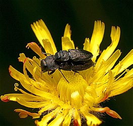 Buprestidae: Anthaxia quadripunctata