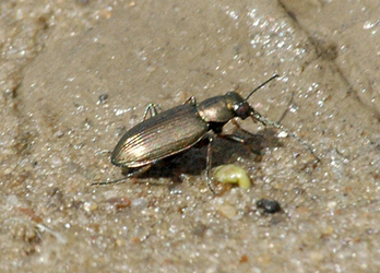 Bembidion (Odontium) striatum