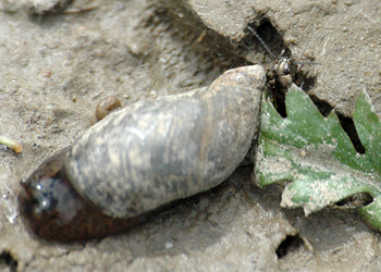 Bembidion (Odontium) striatum