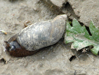 Bembidion (Odontium) striatum