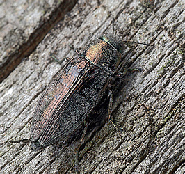 Buprestidae: Buprestis haemorrhoidalis