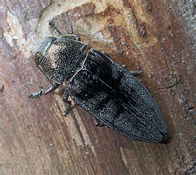 Buprestidae: Buprestis haemorrhoidalis