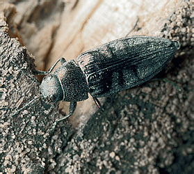 Buprestidae: Buprestis haemorrhoidalis