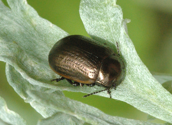 Chrysolina marginata