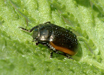 Chrysolina marginata