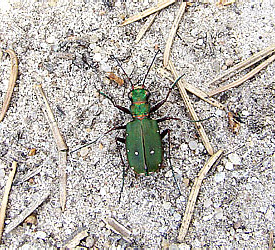 Cicindela campestris,<br>  