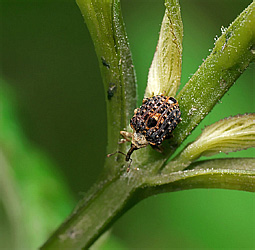 Cionus scrophulariae