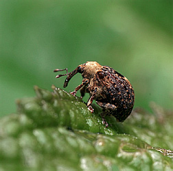 Cionus scrophulariae