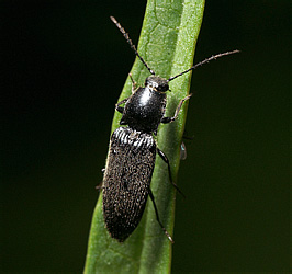 Elateridae: Hemicrepidius sp.