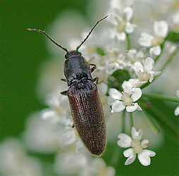 Elateridae: Hemicrepidius sp.