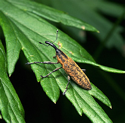 Lixus iridis