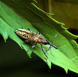 Lixus iridis