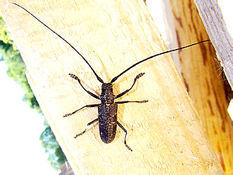 Monochamus sutor,<br>  