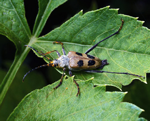 Pachyta quagrimaculata