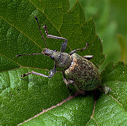 Phyllobius pomaceus