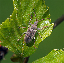 Phyllobius pyri