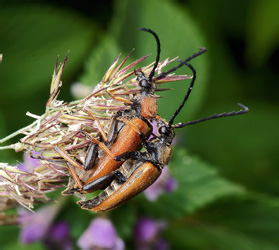 Aredolpona rubra