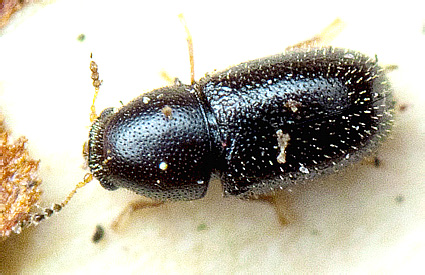 Sulcacis nitidus (Fabricius, 1792)