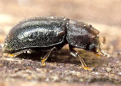 Orthocis lucasi (Abeille de Perrin, 1874)