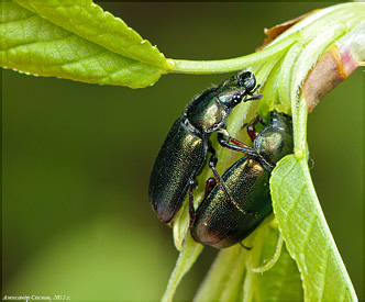 Lucanidae: Platycerus caraboides (Linnaeus, 1758)